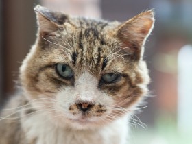 庭猫「スンスン」と家猫「くま」ささやかで幸せな日々　受け継がれる命の物語