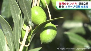猛暑で収量２倍見込み　オリーブが収穫期を迎える　宮城・石巻市