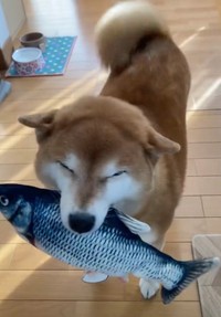 ニコニコ顔の柴犬さんが持って来たリアルな「魚」にびっくり（動画からキャプチャー／画像提供：ミニすずさん @RKfWUAQ1xbOEEAp）
