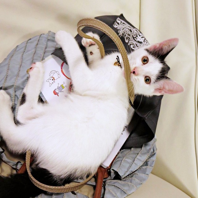 2014年8月、生後推定1.5カ月のころに迎えられたばんちゃん（画像提供：ふぅさん）