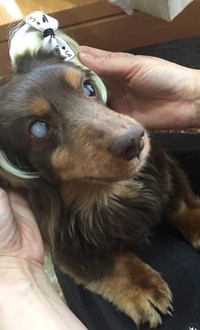 言葉も覚え、「おやつ！」と言うと前足で足踏みして喜んだ（たいしおさん提供、Instagramよりキャプチャ撮影）