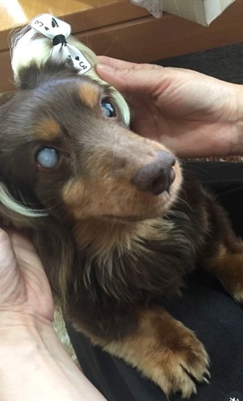 言葉も覚え、「おやつ！」と言うと前足で足踏みして喜んだ（たいしおさん提供、Instagramよりキャプチャ撮影）