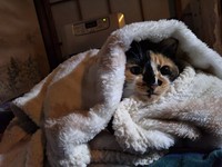 爪切りや抱っこ、お尻トントンが苦手