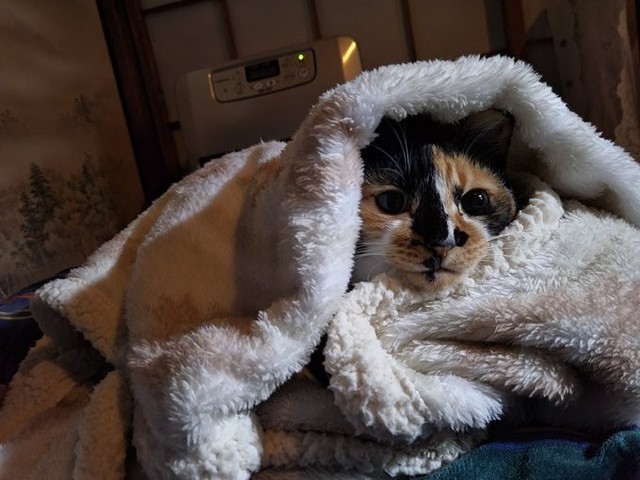 爪切りや抱っこ、お尻トントンが苦手