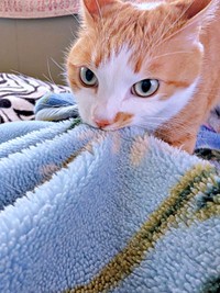 毛布を引っ張って飼い主さんを起こすみやびくん（画像提供：ふみさん）」