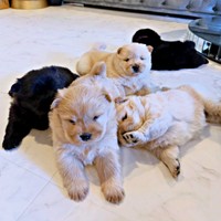 5匹の子犬は、みんな女の子（画像提供：CHOWCHOWFAMILYさん）