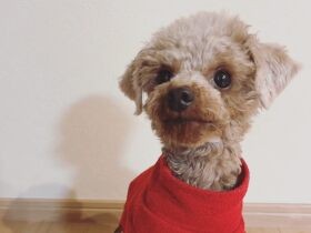 トイ・プードル「ぷりん」　スイッチを入れる前からストーブ前でスタンバイ完了！