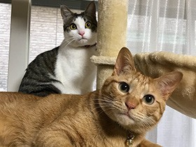 茶トラの「むぎお」とキジ白の「こと」は仲良し保護猫コンビ