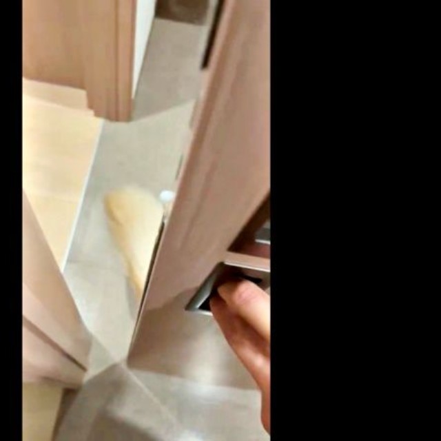 トイレの引き戸が開かない！？ そこにいたのはーー（画像提供：ゴールデンレトリバーの心晴（こはる）さん）