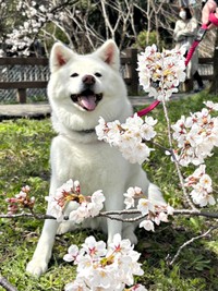 2025年のお花見ショットで笑顔になるまゆちゃん（画像提供：秋田犬まゆさん）