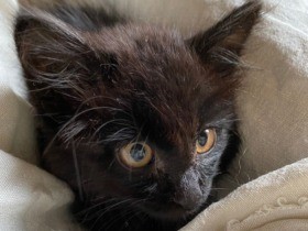 水路に子猫が落ちている！　散歩中の犬が発見し「命のリレー」で新しい飼い主の元へ