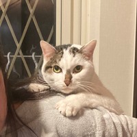 貫禄たっぷり雷蔵くん＝いつでもどこでも猫まみれさん（@moon09_take）提供