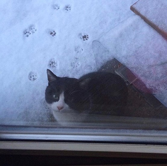 今は新たな家族と暮らす「ぼく」（坂本さん提供）