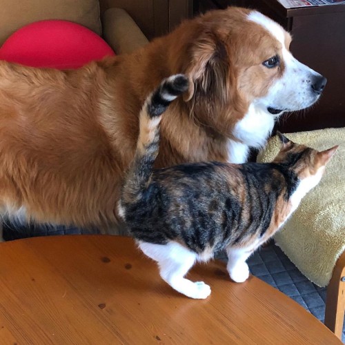 八七くん、遊びましょ