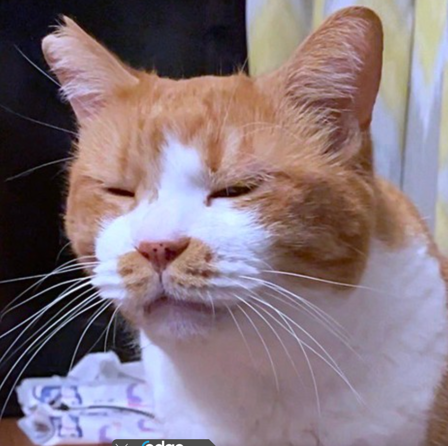 目を細めている茶白猫が濱家さんに似ているとTwitter上で話題になった（コンドリア水戸さん提供）