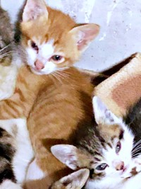 工場にいた頃、（左から）タルトくん、ショコラくん（画像提供：ショコタルさん）