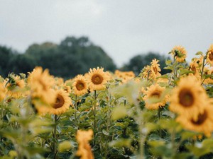大舞台への切符をかけて闘ったあの頃。今も夏は「好きじゃない」	