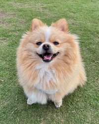 笑顔が可愛いピカルディくん（提供：ポメのピカルディさん）