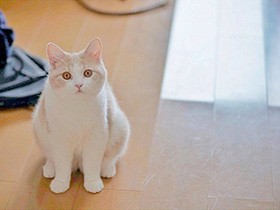 だるまさんが転んだで遊ぼうアピール　マンチカンの「ちぴ太」　