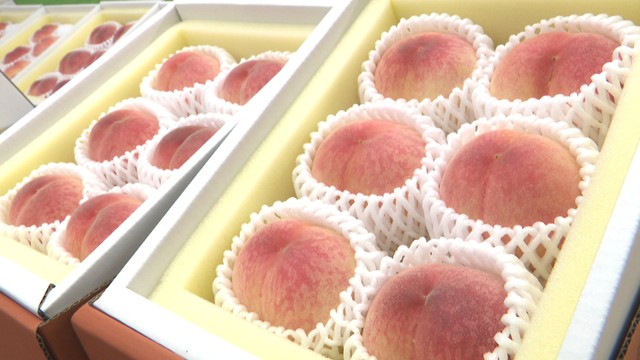今が旬の「加納岩白桃」