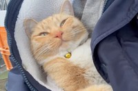 寝ちゃいそうなチャミちゃん（「キジトラ・コタローのウキウキDAYS!!」さん提供、Twitterよりキャプチャ撮影）