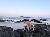 海岸でにっこり笑みを浮かべる（左から）トラちゃん、梅ちゃん（画像提供：トラゴマさん）