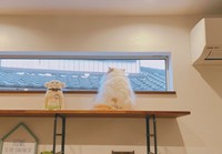 決して着物ではありません=ぽてねのアポロさん（@Hachicotton）提供
