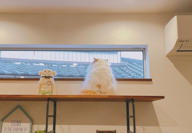 決して着物ではありません=ぽてねのアポロさん（@Hachicotton）提供
