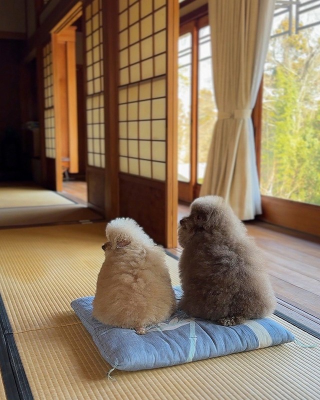 なんとも可愛らしいうしろ姿、同居しているちろるちゃんとともに（画像提供：ごつもりプードルさん）