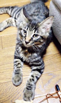 子猫のときは短毛だったたまちゃん（画像提供：ハナちゃん）