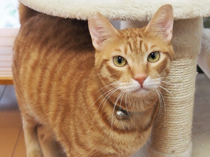 遊んでもらうのが、大好き