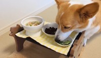 好物のきゅうりは2番目に食べました（飼い主さん提供）
