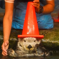 コーンをかぶって…！？（写真提供：まゆっこさん）