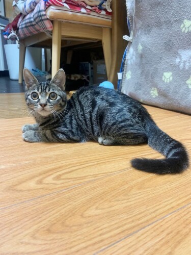 シェルター時代。スタッフたちに可愛がられる（またたび家提供）