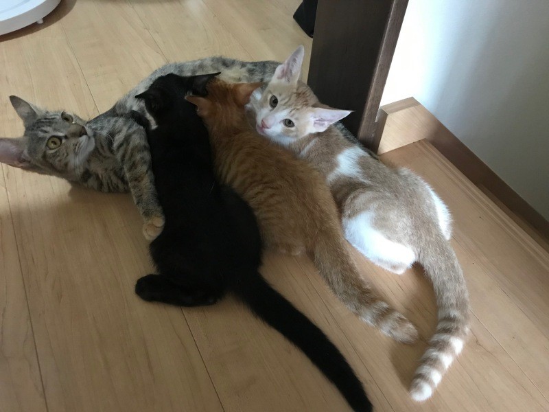 大きくなるまで母猫に甘えていたレモンたち（吉田さん提供）