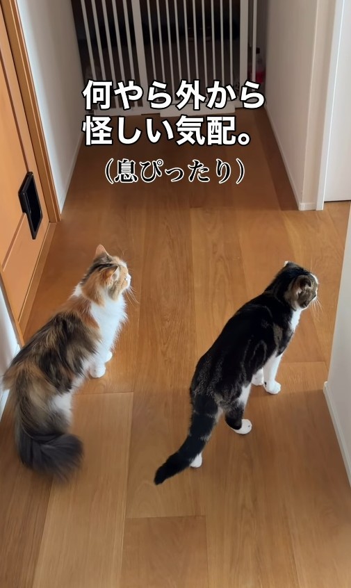 犬が家に侵入！怪しい気配にシンクロするお猫たち（「こたとつーちゃんと時々おたま」さん提供、Instagramよりキャプチャ撮影）