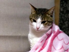 ３歳になったころから、飼い主のひざの上でするフミフミが日課　ミックス猫「もも」