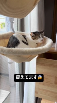 おうちに知らない人がいて震える猫のあめちゃん（飼い主さん提供、Instagramよりキャプチャ撮影）