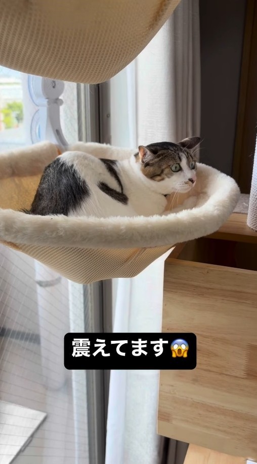 おうちに知らない人がいて震える猫のあめちゃん（飼い主さん提供、Instagramよりキャプチャ撮影）