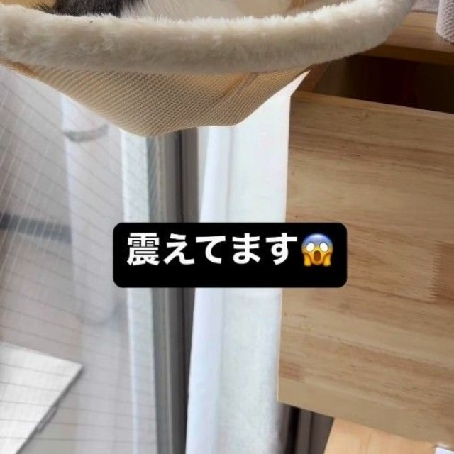 おうちに知らない人がいて震える猫のあめちゃん（飼い主さん提供、Instagramよりキャプチャ撮影）