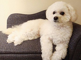 キュートな見た目にだまされた？　スーパーやんちゃ＆元気だったMIX犬「だいすけ」