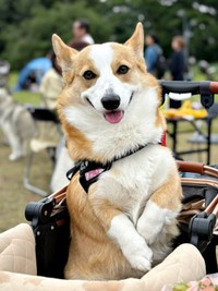 にっこり笑顔のひめちゃん（画像提供：ᴄᴏʀɢɪひめ  nametti2kdさん）