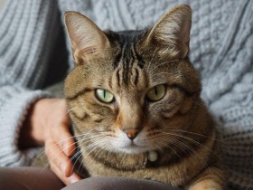 50代で念願の猫飼い　プニプニに感動、男ばかりの家が明るく
