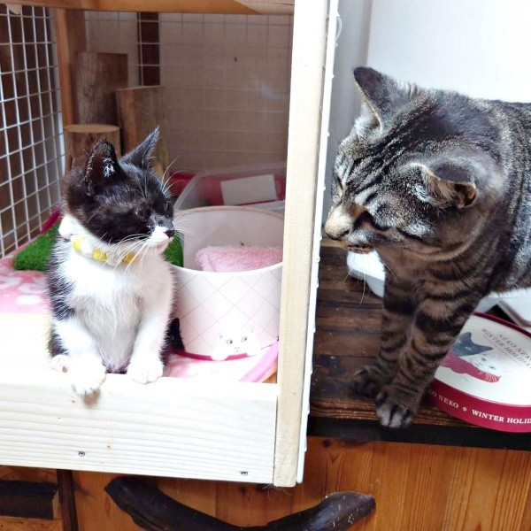 先住猫と見つめ合うまぎちゃん（画像提供：hiro_8083さん）