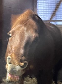 機嫌が悪い時のノガロ。歯をむき出しにして威嚇／北大馬術部（@hu_equestrian26）提供