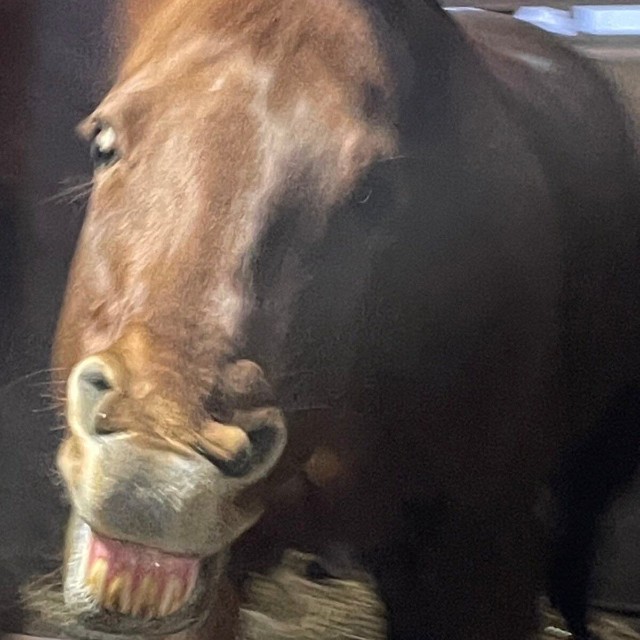 機嫌が悪い時のノガロ。歯をむき出しにして威嚇／北大馬術部（@hu_equestrian26）提供