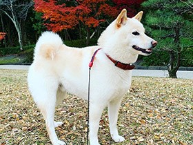 真っ赤な紅葉、きれいだね　こたつの中が大好きな柴犬「まる」