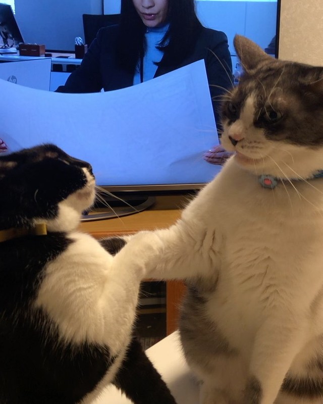 友好的な握手？後輩猫みったんとケンカの直前です