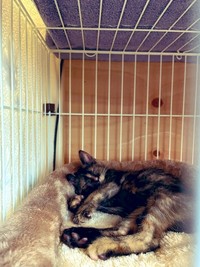保護翌日の幸せそうに眠る姿