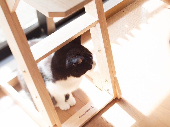 台の下もお気に入り（小林写函撮影）